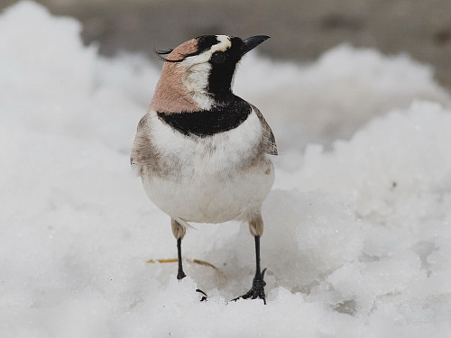 ������� ���������